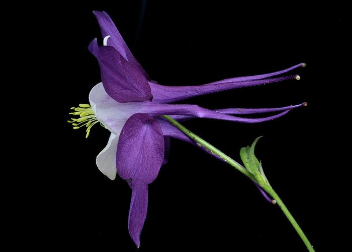 Macro Greeting Card featuring the photograph Columbine 781 by Julie Powell