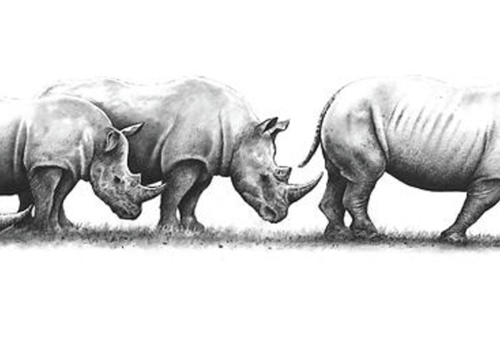 Rhinoceros Greeting Card featuring the drawing Come on, Hurry Up by Paul Dene Marlor