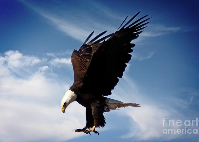 Eagle Greeting Card featuring the photograph Coming in Hot by Bob Hislop