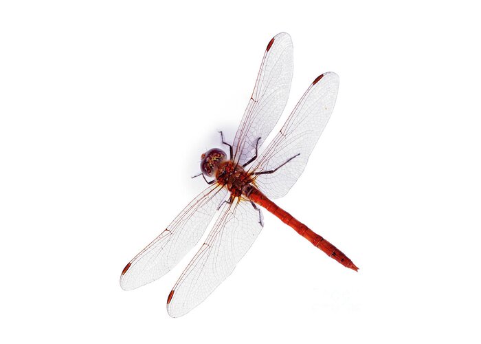 Common Darter Dragonfly Greeting Card featuring the photograph Common Darter Dragonfly by Warren Photographic