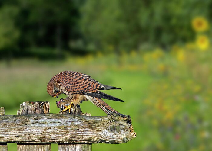 Common Kestrel Greeting Card featuring the photograph Common Kestrel with Mouse by Arterra Picture Library