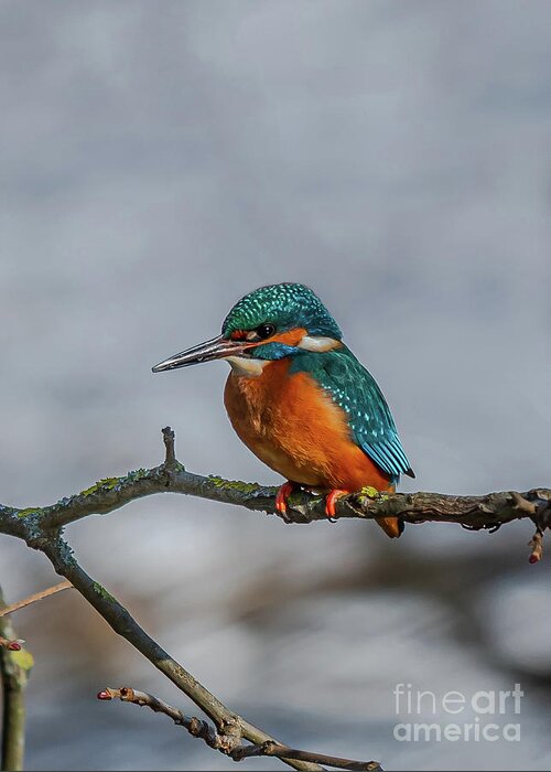 Kingfisher Greeting Card featuring the photograph Common Kingfisher, Acedo Atthis, Sits On Tree Branch Watching For Fish by Andreas Berthold