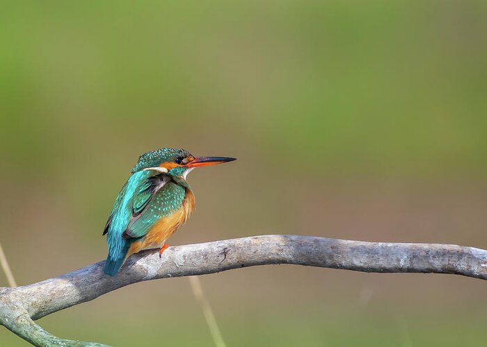 Alcedinidae Greeting Card featuring the photograph Common kingfisher - Alcedo atthis by Jivko Nakev
