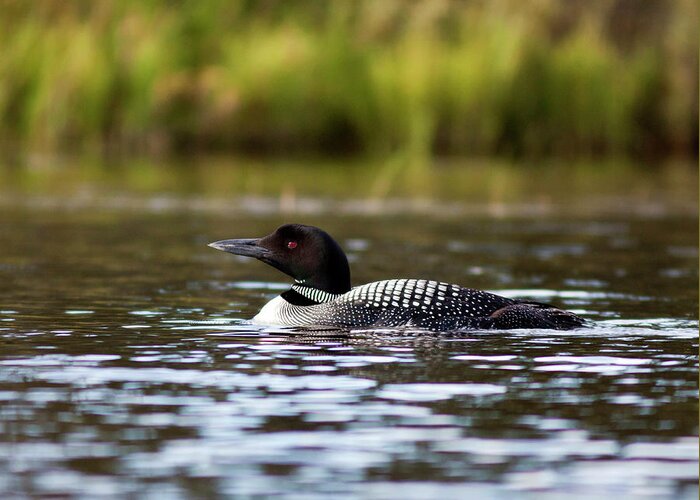 Lake Greeting Card featuring the photograph Common Loon by John Rowe