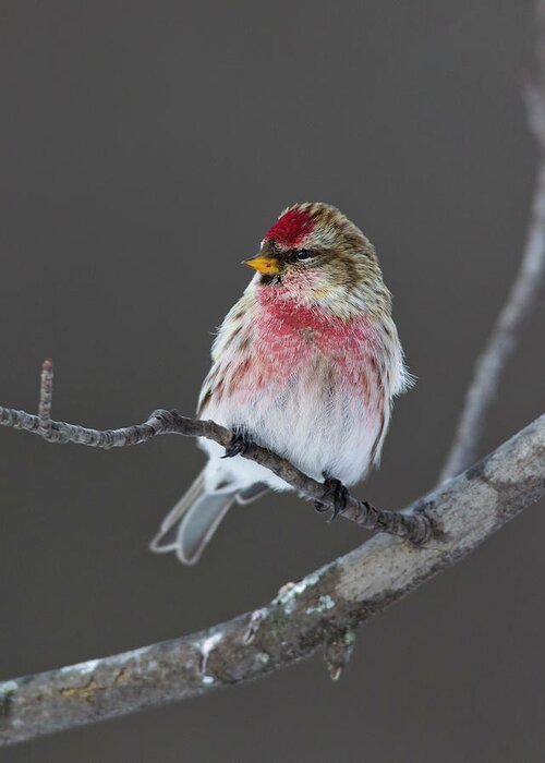 Common Redpoll Greeting Card featuring the photograph Common Redpoll by Timothy McIntyre