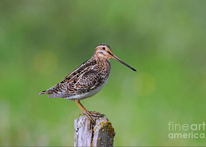 Common Snipe Greeting Card featuring the photograph Common Snipe by Arterra Picture Library