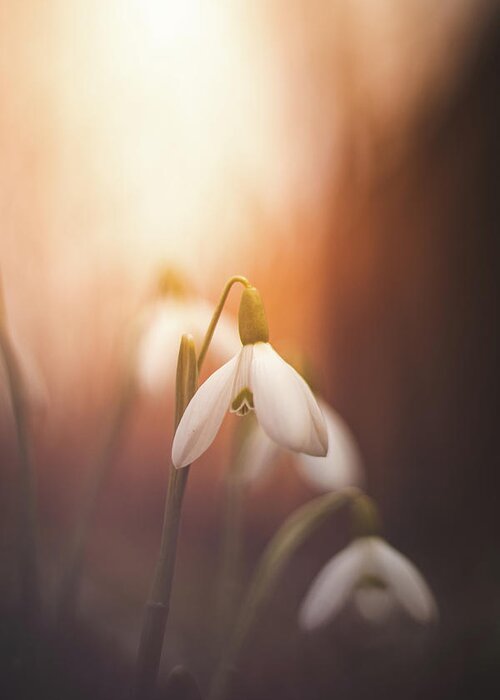 Europe Greeting Card featuring the photograph Common snowdrop at sunset. Magic flower sprouting from the soil by Vaclav Sonnek