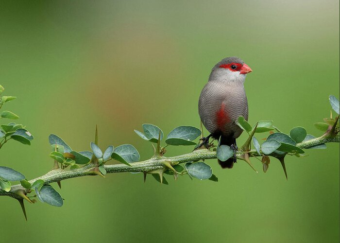 Common Waxbill Greeting Card featuring the photograph Common Waxbill on Branch by Mary Catherine Miguez