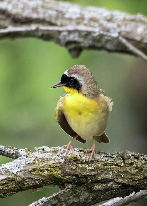 Birds Greeting Card featuring the photograph Common Yellowthroat by Ray Silva
