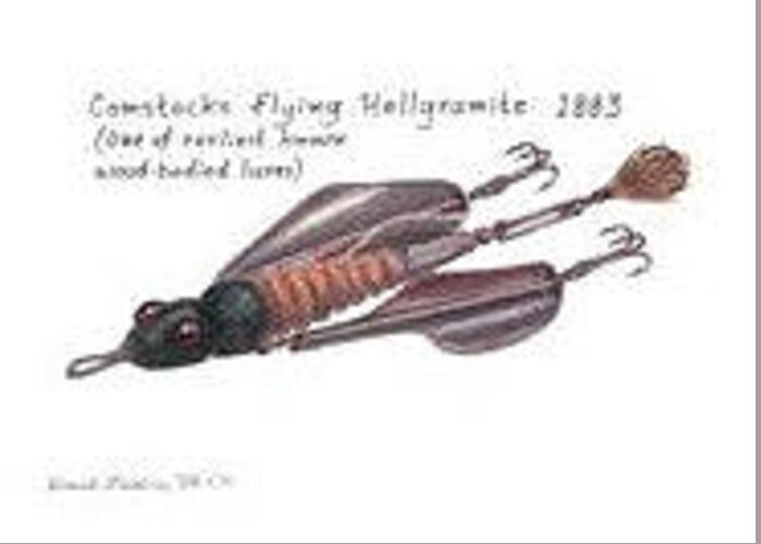 Comstock Flying Hellgramite Greeting Card by Daniel Lindvig