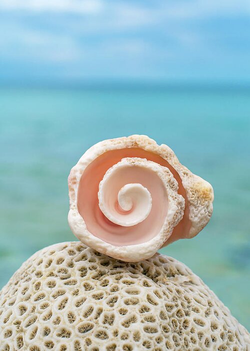 Conch Greeting Card featuring the photograph Conch Rose and Coral by Tanya G Burnett