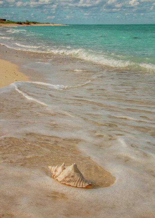 Conch Greeting Card featuring the photograph Conch Shell on Bush Key 3 by Kristia Adams