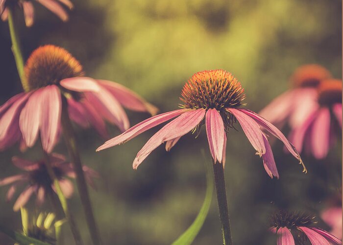 Coneflowers Greeting Card featuring the photograph Coneflowers Bathed in Summer Warmth by Carol Senske
