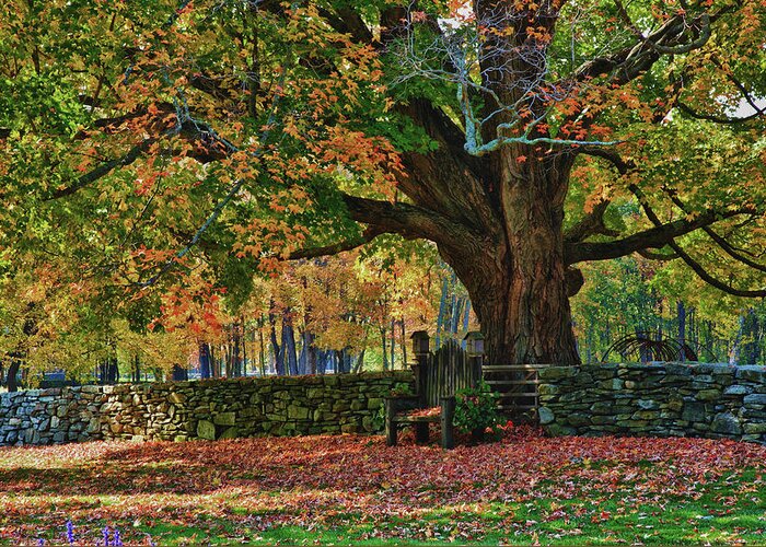 Autumn Greeting Card featuring the photograph Connecticut fall colors by Jeff Folger