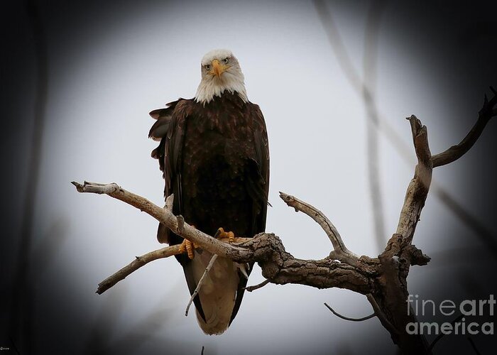 Eagles Greeting Card featuring the photograph Contemplating by Veronica Batterson