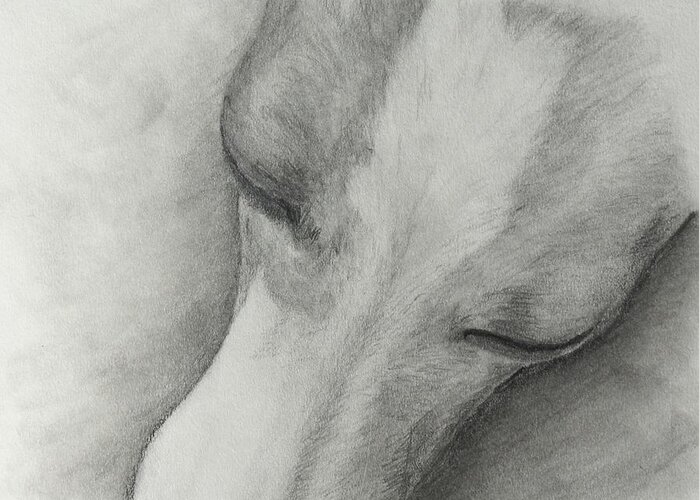Italian Greyhound Greeting Card featuring the drawing Comfy by Heather E Harman