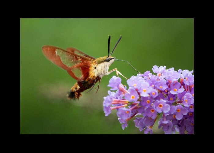 Hummingbird Moth Greeting Card featuring the photograph Cool Creature by Linda Bonaccorsi