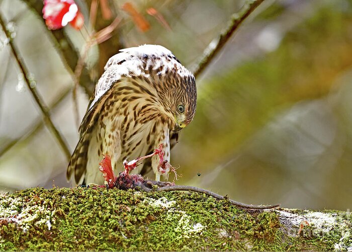 Cooper's Hawk Greeting Card featuring the photograph Cooper's Hawk Devouring Large Rodent by Amazing Action Photo Video