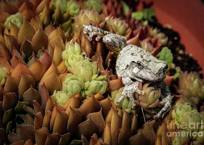 Frog Greeting Card featuring the photograph Cope's Tree Frog-say Hello To My Little Friend by Judy Wolinsky