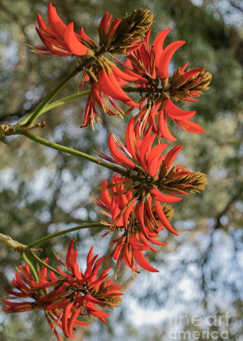 Coral Tree Greeting Card featuring the photograph Coral Tree, Erythrina Indica by Elaine Teague