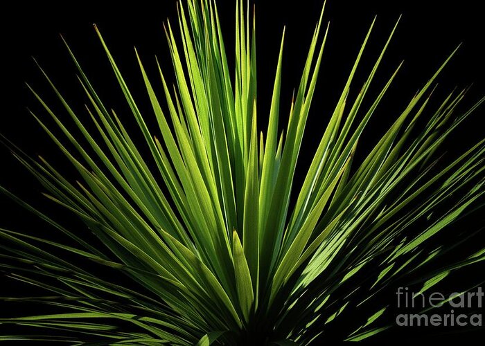 Nature Greeting Card featuring the photograph Cordyline australis - Cabbage Tree by Yvonne Johnstone