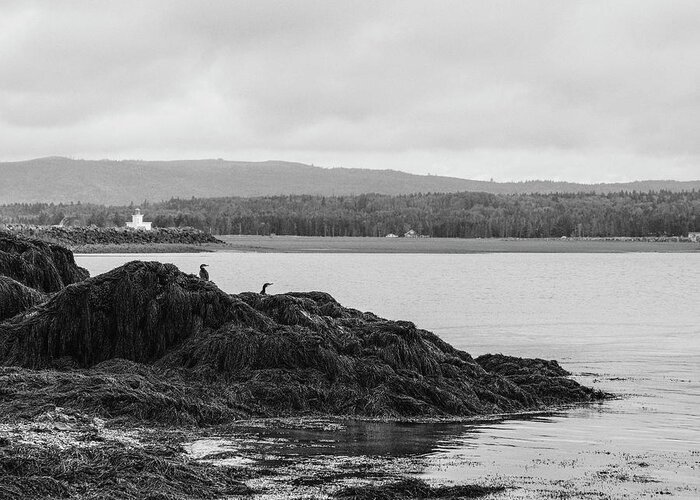 Parrsboro Shore Greeting Card featuring the photograph Cormorants near the Point by Alan Norsworthy