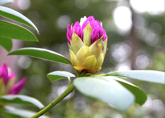 Rhododendron Greeting Card featuring the photograph Cornell Botanic Gardens #5 by Mindy Musick King