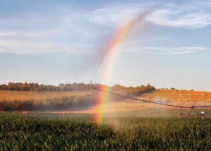 Rainbows Greeting Card featuring the photograph Cornfield Rainbows by Susan Rissi Tregoning