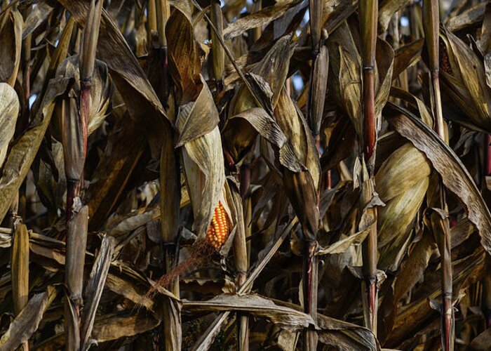Corn Greeting Card featuring the photograph Cornfield Study by Tana Reiff