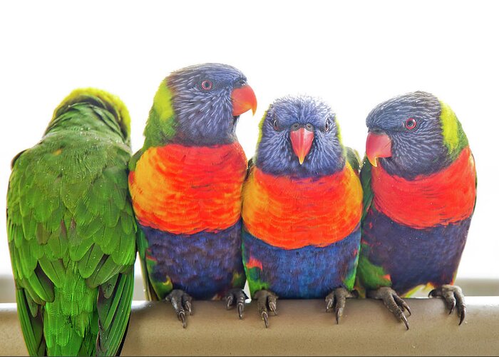 Four Wild Rainbow Lorikeets Perched On A Railing Greeting Card featuring the photograph Cosy by Az Jackson