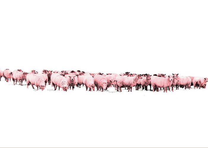 Sheep Greeting Card featuring the photograph Counting Pink Sheep for Girls Room by Andrea Kollo
