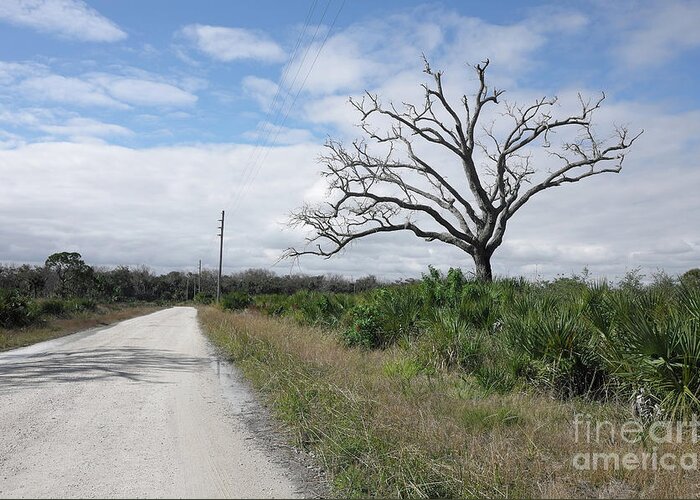 Country Road And Solitary Tree Greeting Card featuring the photograph Country Road And Solitary Tree by Felix Lai