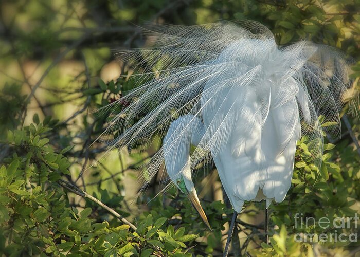 Great White Egret Displaying Breeding Plumage Greeting Card featuring the photograph Courtship At Dawn by Mary Lou Chmura