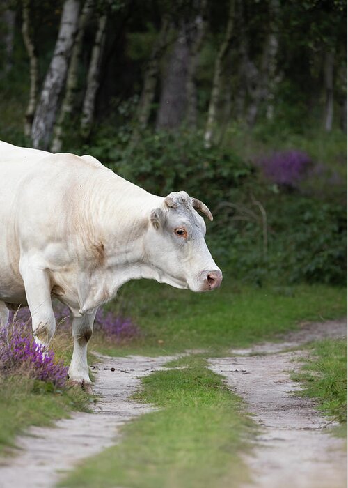 Cow Greeting Card featuring the photograph Cow in the Forest by MPhotographer