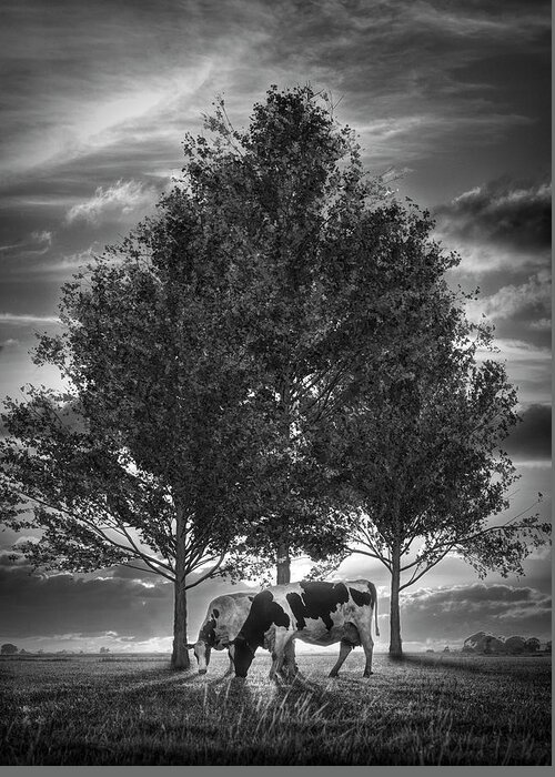 Animals Greeting Card featuring the photograph Cows in Sunset Light on the Farm Black and White by Debra and Dave Vanderlaan