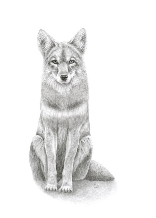 Coyote Greeting Card featuring the drawing Coyote by Monica Burnette
