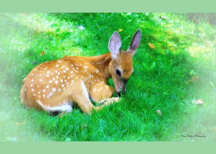 Nature Wildlife Fawn Greeting Card featuring the photograph Cozy Fawn by Mary Walchuck