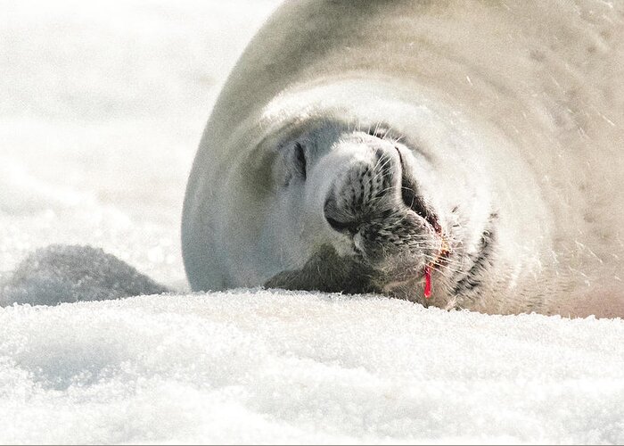 04feb20 Greeting Card featuring the photograph Crabeater Seal Frozen Drool Pile Macro by Jeff at JSJ Photography