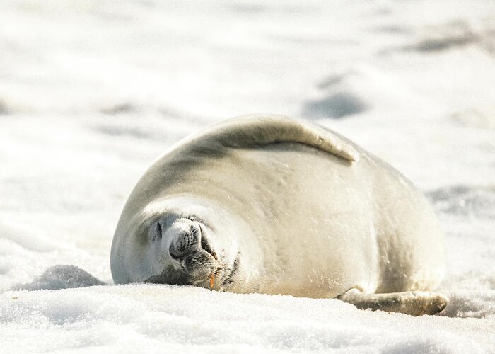 04feb20 Greeting Card featuring the photograph Crabeater Seal Frozen Drool Pile Raw Color by Jeff at JSJ Photography