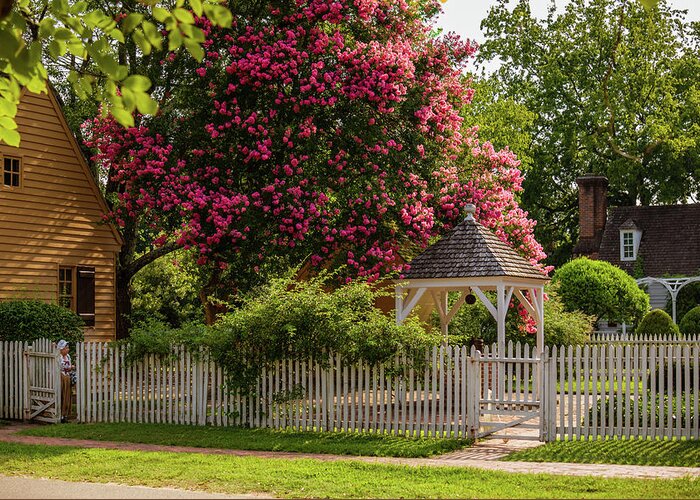 Colonial Williamsburg Greeting Card featuring the photograph Crape Myrtle in Colonial Williamsburg by Rachel Morrison