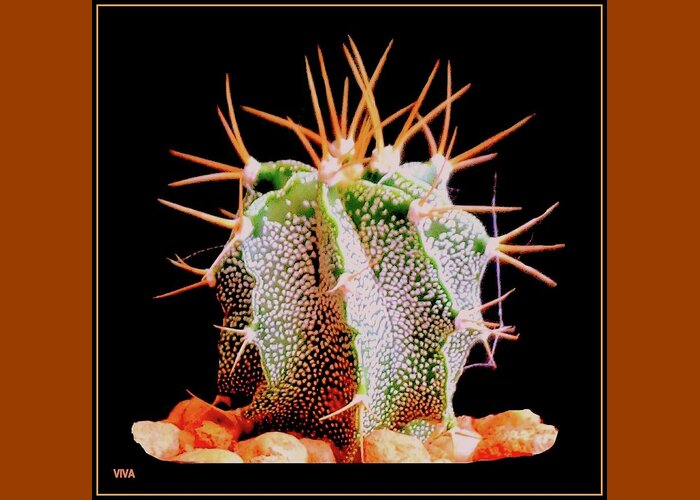Cactus Greeting Card featuring the photograph Crazy Cactus by VIVA Anderson