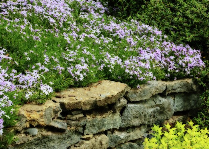 Purple Greeting Card featuring the photograph Creeping Phlox by Gina Fitzhugh