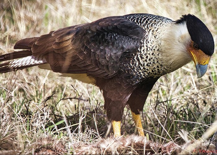 Caracara Greeting Card featuring the photograph Crested Caracara by Rene Vasquez