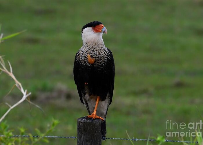 Crested Caracara Greeting Card featuring the photograph Crested Caracara by Steve Brown