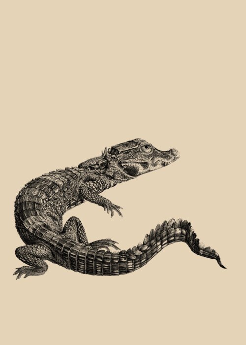 Crocodile Greeting Card featuring the digital art Crocodile Illustration by Madame Memento