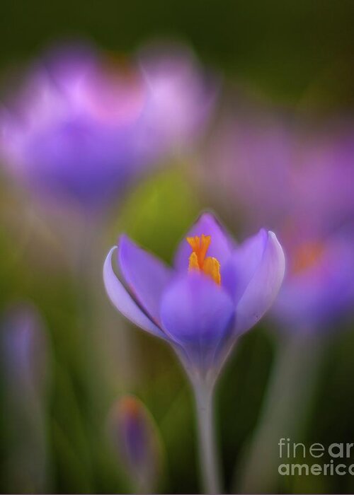Crocus Greeting Card featuring the photograph Crocus Ethereal by Mike Reid