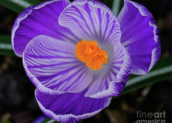 Crocus Greeting Card featuring the photograph Crocus From Above by Neil Maclachlan