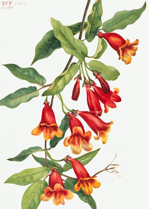 Crossvine Greeting Card featuring the painting Crossvine flowers by Mary Vaux Walcott by World Art Collective