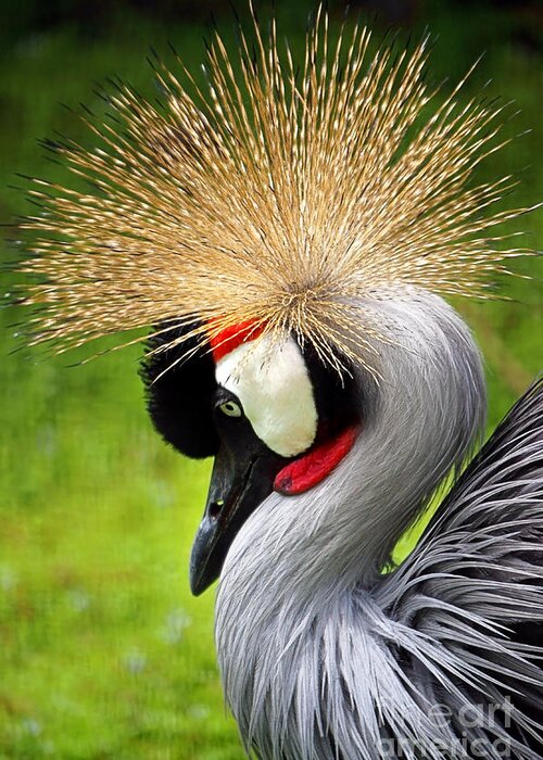 Exotic Greeting Card featuring the photograph Crowned Crane by Ellen Cotton