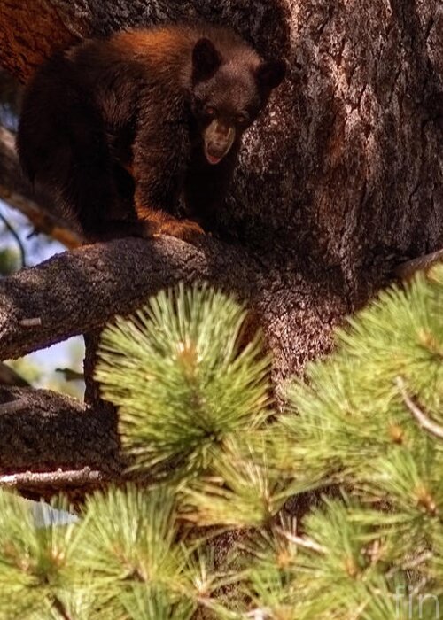 Wildlife Greeting Card featuring the photograph cub with tongue out, El Dorado National Forest, California, U.S.A. by PROMedias US